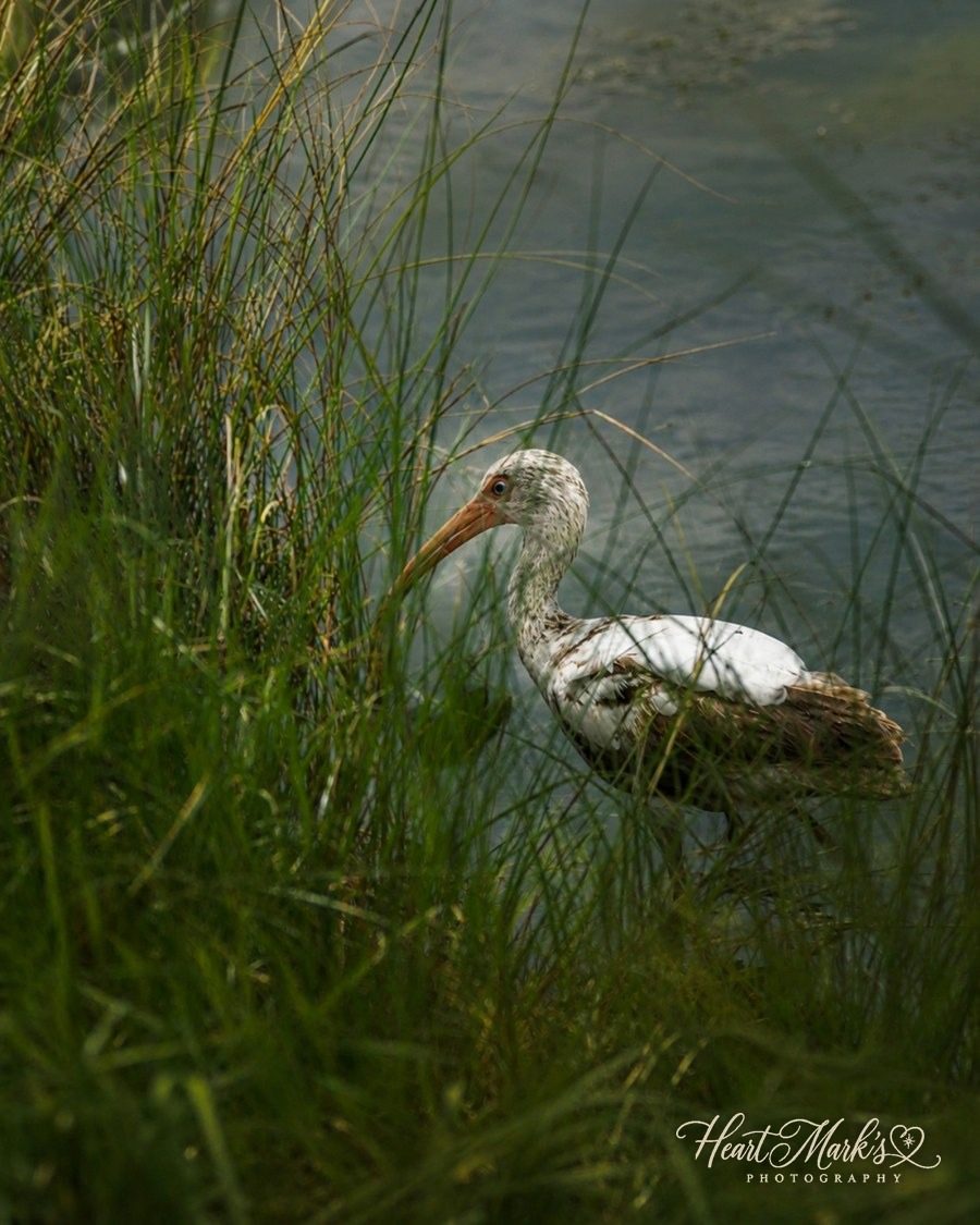 A white ibis wading at the water's edge