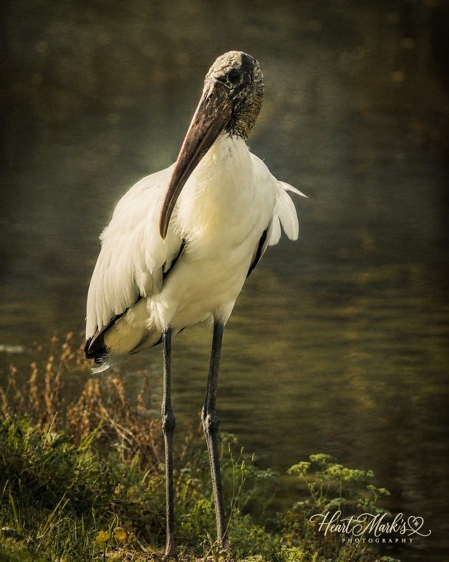 A wood stork standing at the edge of a pond